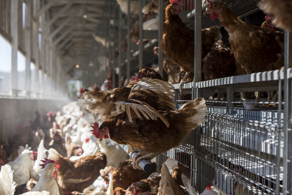 More than 86 million egg-laying hens in the U.S. are now cage-free