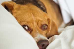 Coronavirus crisis increases need to help victims of domestic violence and their pets