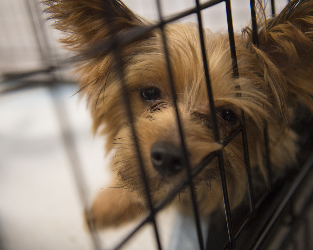 HSUS survey shows pet stores do brisk business selling puppy mill dogs during pandemic