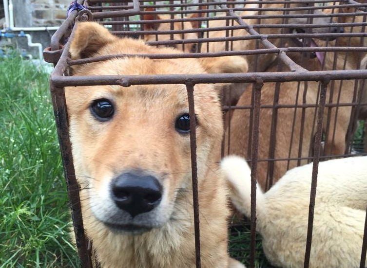 Shenzhen bans dog and cat meat trade; first city in mainland China to do so