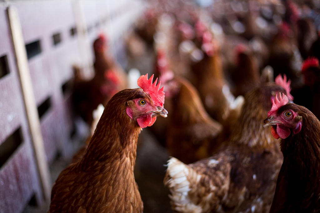 BREAKING NEWS: Judge dismisses attempt to overturn California’s historic cage-free law