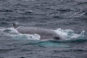 Iceland may have killed its last whale; whaling company says it will hang up its harpoons for good