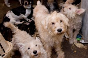 Report: Puppy mill revenues decline as states, localities move to end pet store dog sales