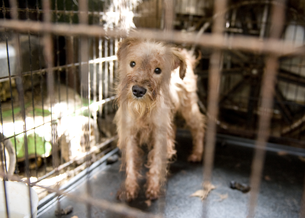 Breaking news: USDA finalizes reforms for animals in puppy mills, roadside zoos and research labs, but will it enforce them?