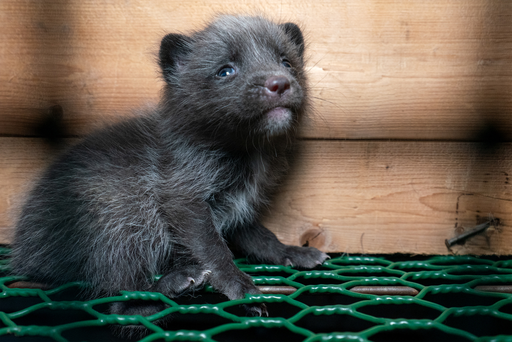 Mink on fur farms test positive for coronavirus, increasing urgency to end this brutal trade