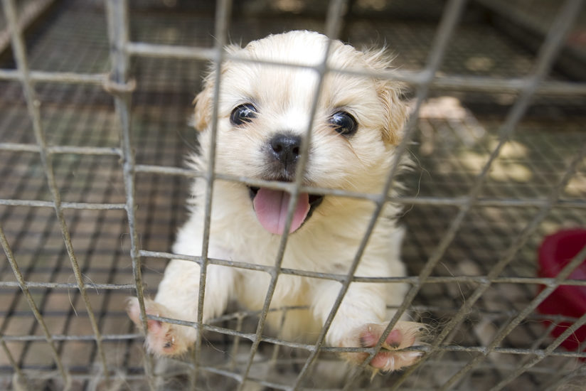 Missouri moves to shut down Horrible Hundred puppy mill for keeping dogs in filthy conditions