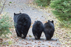Missouri proposes opening its small black bear population to trophy hunters