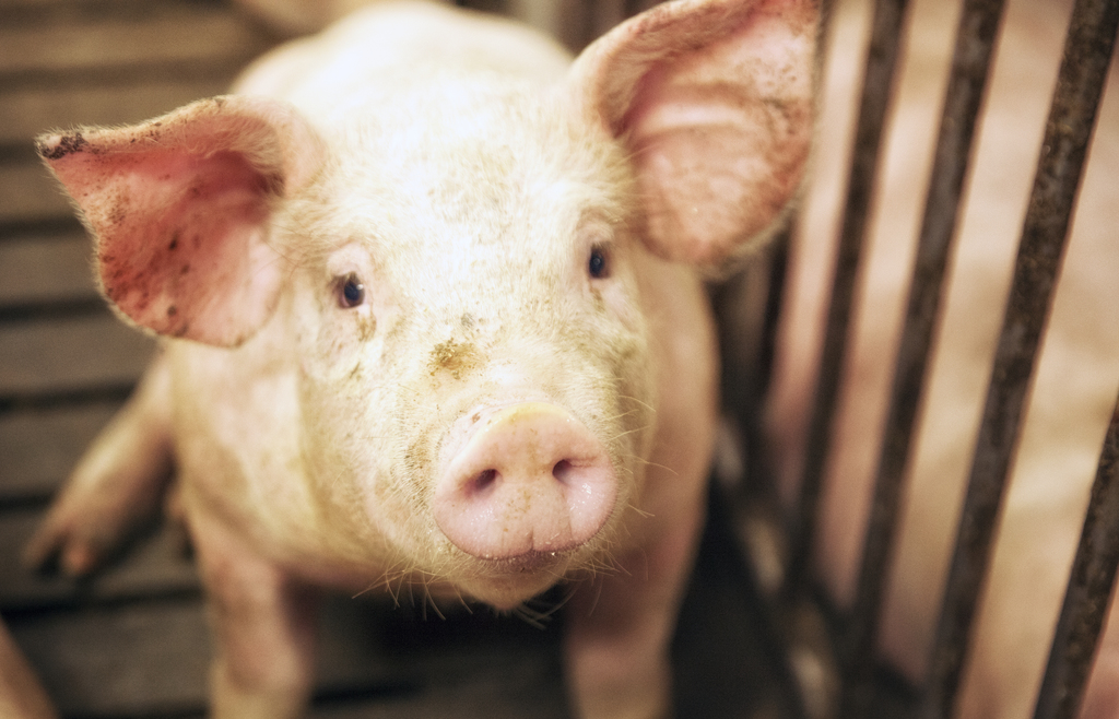 HSUS, HSLF and partners urge Congress to end higher killing speeds at slaughterhouses