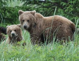Trump administration opens Alaska’s national preserves to cruel practices like trophy-hunting denning bears and wolves and their cubs; proposes disbanding protections on Kenai Wildlife Refuge