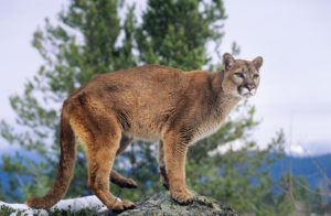 For the third year in a row, Nebraska wants to open a small and declining population of mountain lions to trophy hunters