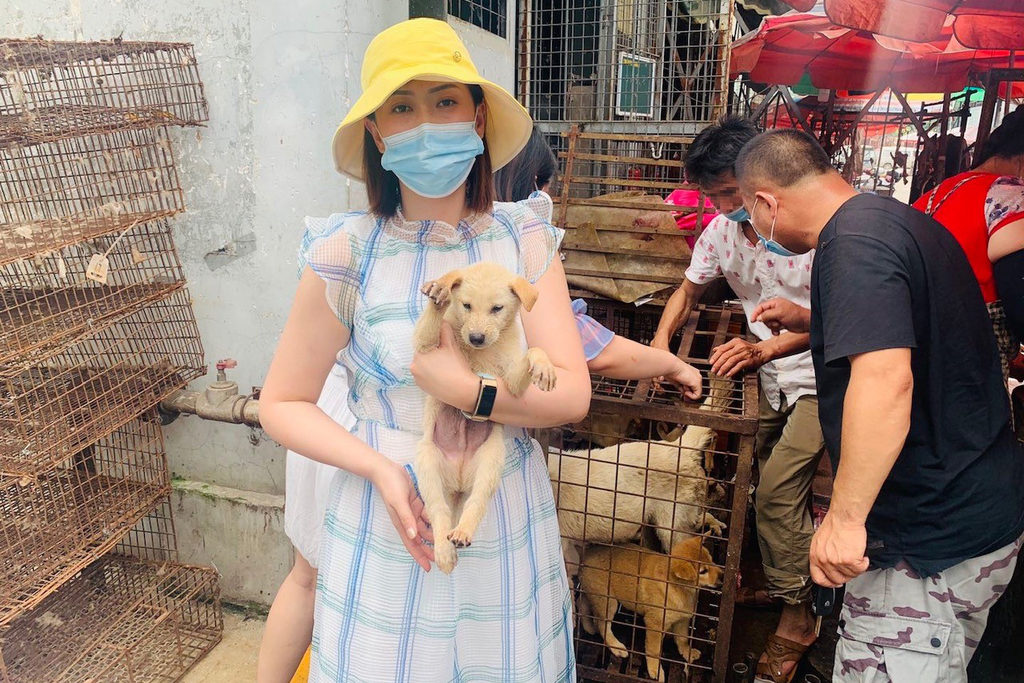 Yulin dog meat festival to begin this weekend, defying Chinese declaration  that dogs are pets not food · A Humane World