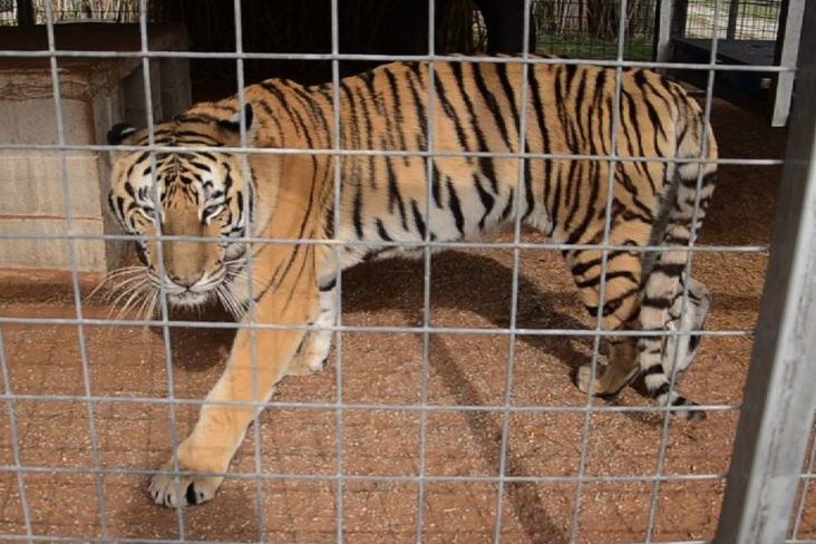 Court gives Joe Exotic's zoo to Carole Baskin of Big Cat Rescue; but no  reprieve for the animals · A Humane World