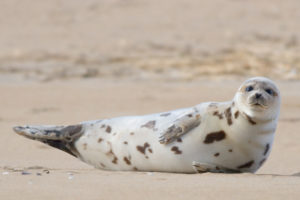 Scotland bans fish farmers from shooting seals; law inspired by U.S. reforms for marine mammals