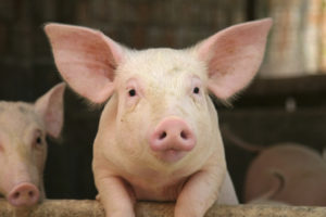 Breaking: New Jersey prohibits cruel confinement of mother pigs and baby cows