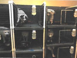 Horrible Hundred report leads to closures of problem puppy mills in states, spurs new laws in states, localities