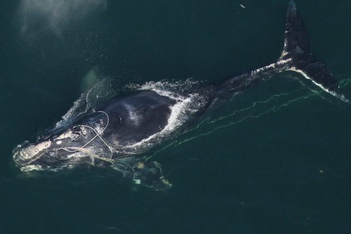 Right whales are now ‘critically endangered’—just a step away from extinction