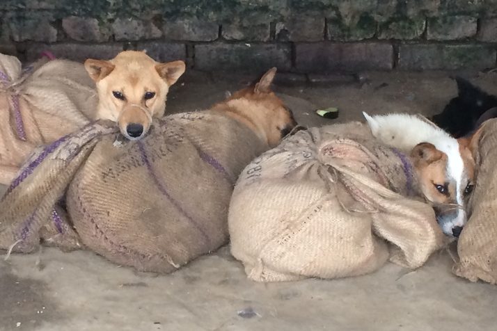 Indian state of Nagaland bans dog meat trade