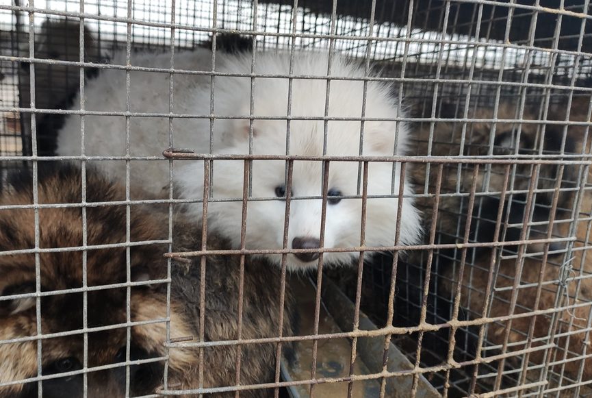 HSI undercover investigation shows foxes bludgeoned, skinned alive on Asian fur farms