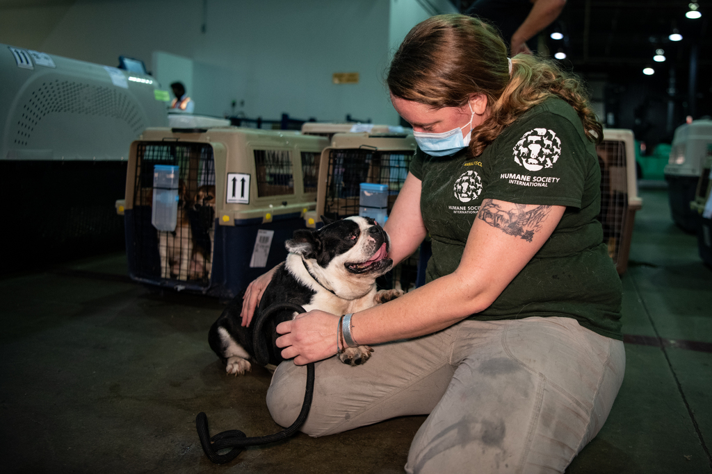 More than 100 dogs rescued from Korean dog meat farms arrive in the U.S. for adoption