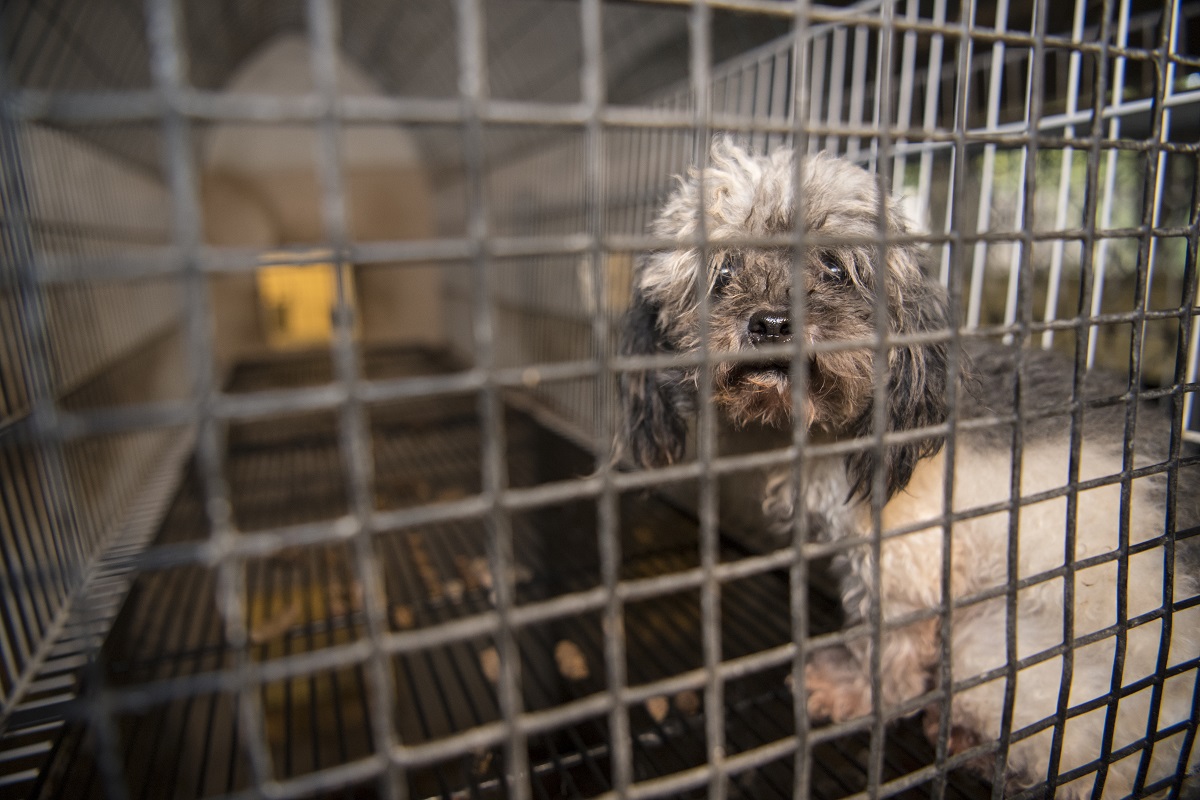 Missouri moves to close down a puppy mill that appeared five times in our Horrible Hundred report