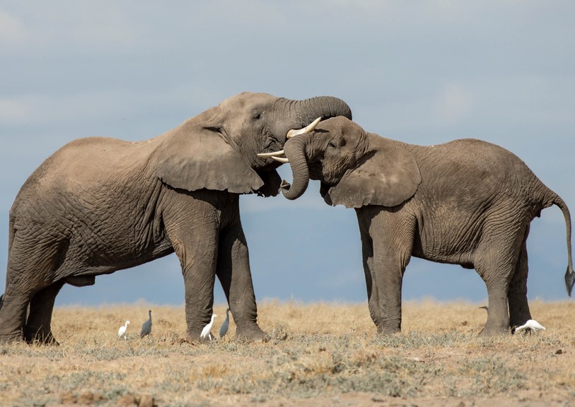 Breaking news: U.S. House approves key animal reforms, including combating wildlife trafficking, preventing cruel hunting practices and enforcing animal cruelty laws