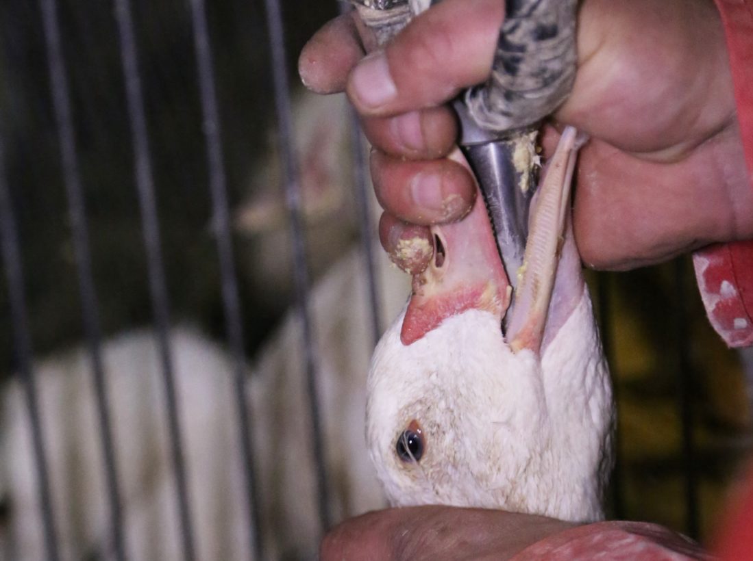 Court rules California’s foie gras ban is constitutional