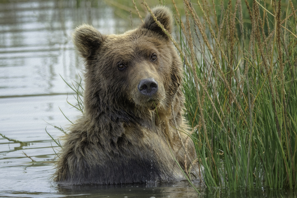 Victory! Federal appeals court agrees Yellowstone grizzly bears should remain protected from trophy hunters