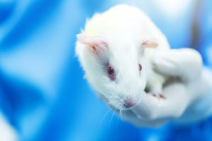 Industry support for Humane Cosmetics Act grows, with 900 companies supporting an end to animal testing