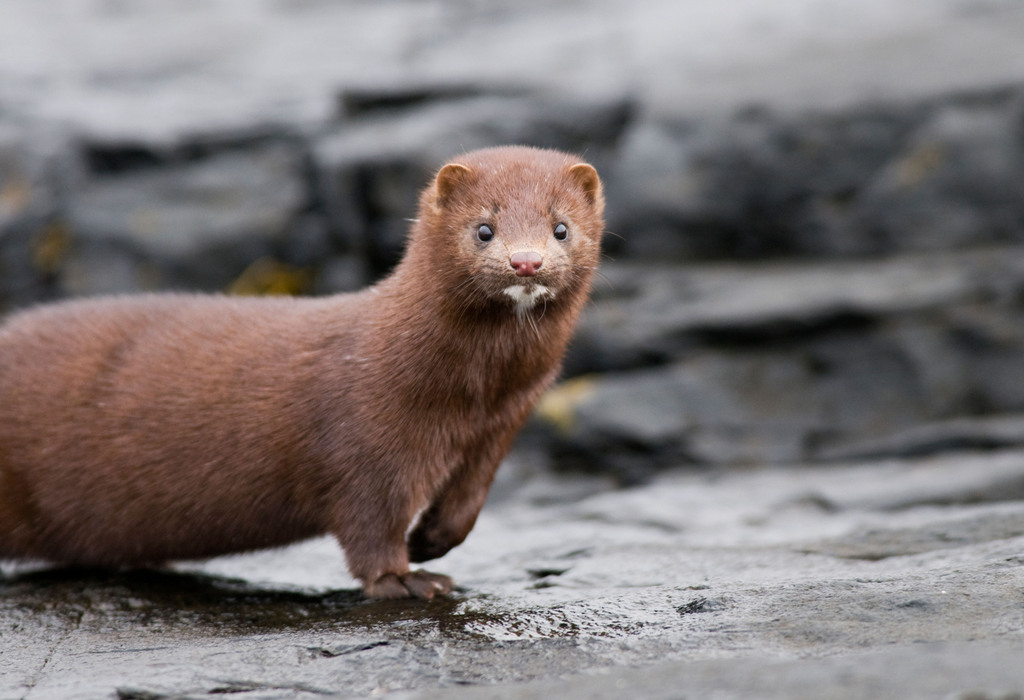 U.S. mink industry in free fall as demand for fur plummets · A Humane World