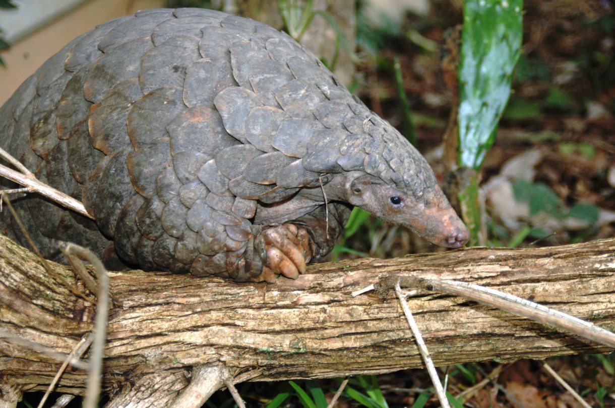 HSUS, HSI lawsuit forces U.S. to act to protect pangolins, world’s most trafficked mammals