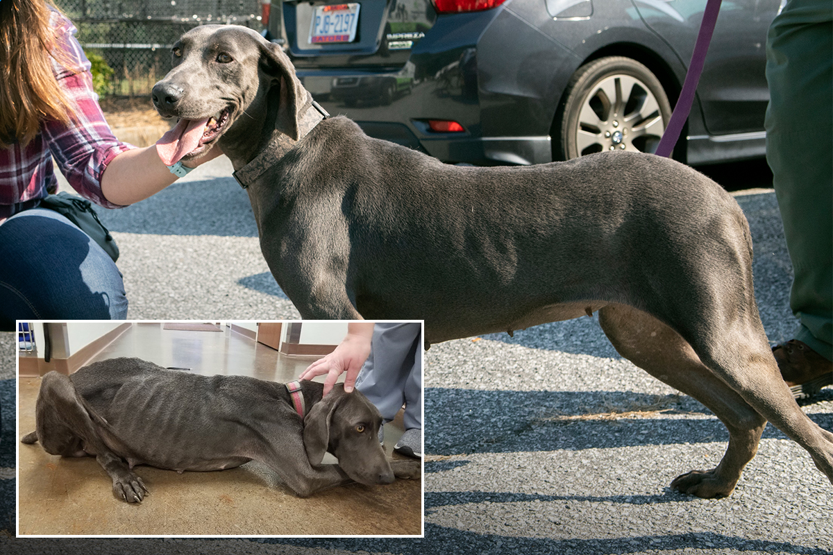 Skeletal Weimaraner rescued from puppy mill begins her journey of hope with 30 other dogs