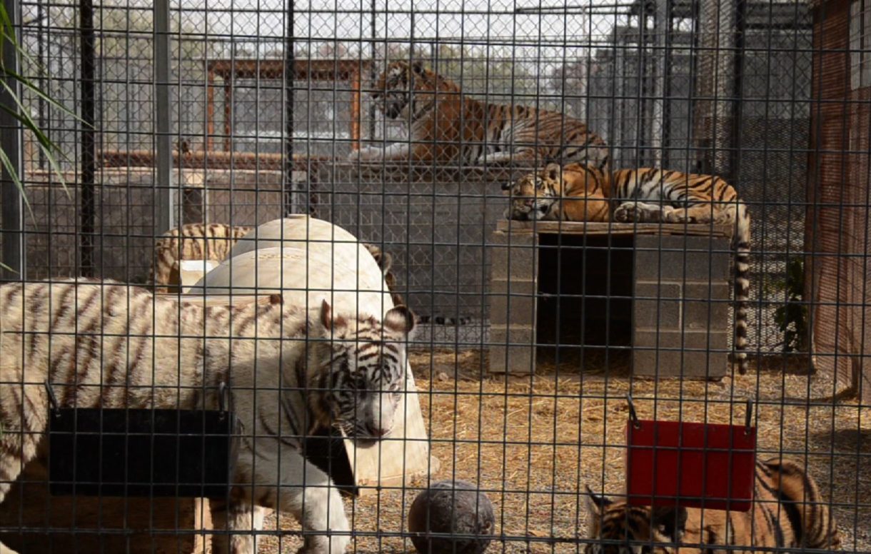 USDA suspends license of roadside zoo where Joe Exotic abused tigers