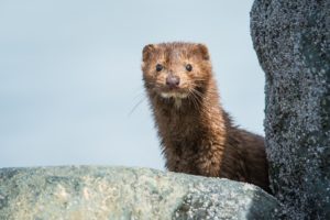 Breaking news: Netherlands will close all mink fur farms by next year