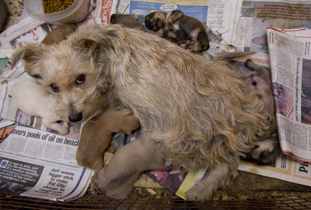 Bill introduced in Senate to end worst practices in puppy mills