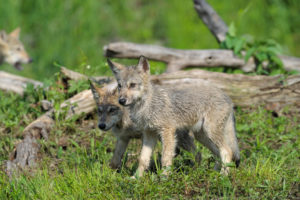 New wolf pups on Isle Royale bring promise of recovery for a struggling population