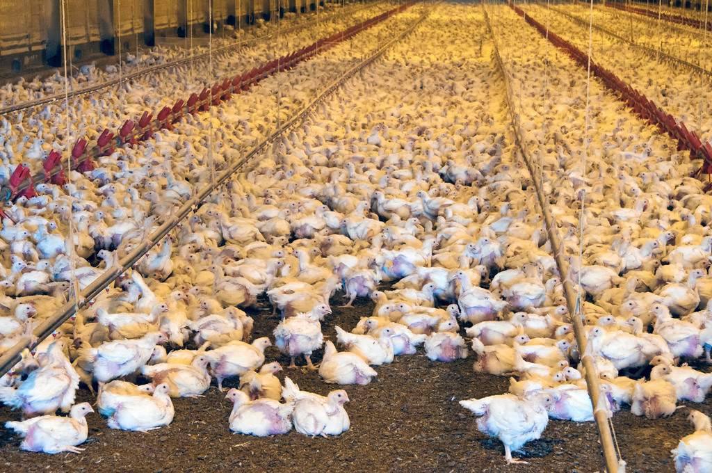 Chickens suffer terribly for meat, study says · A Humane World