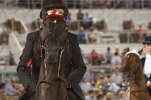 New poll shows overwhelming support in Tennessee for ending horse soring with the PAST Act