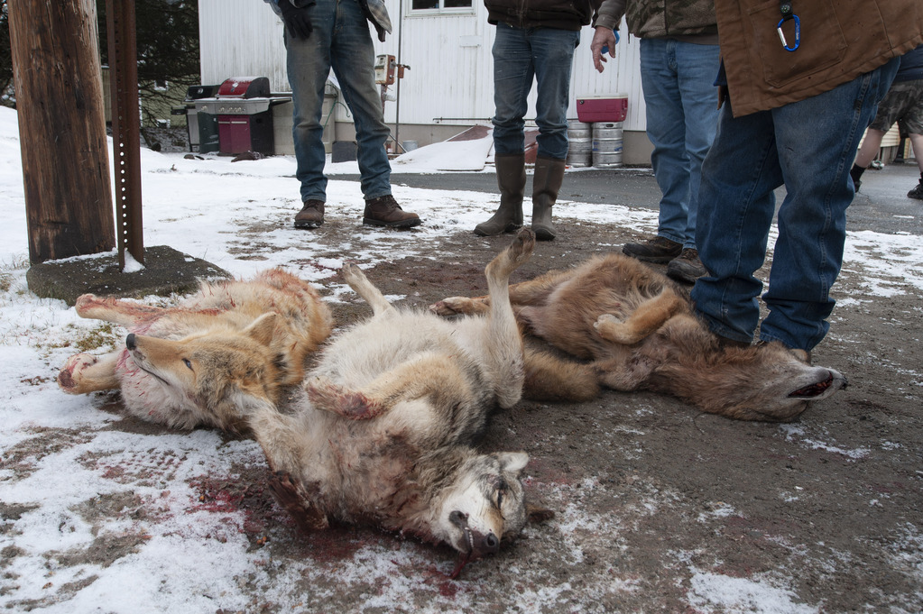 Breaking news: Washington becomes seventh U.S. state to outlaw wildlife killing contests