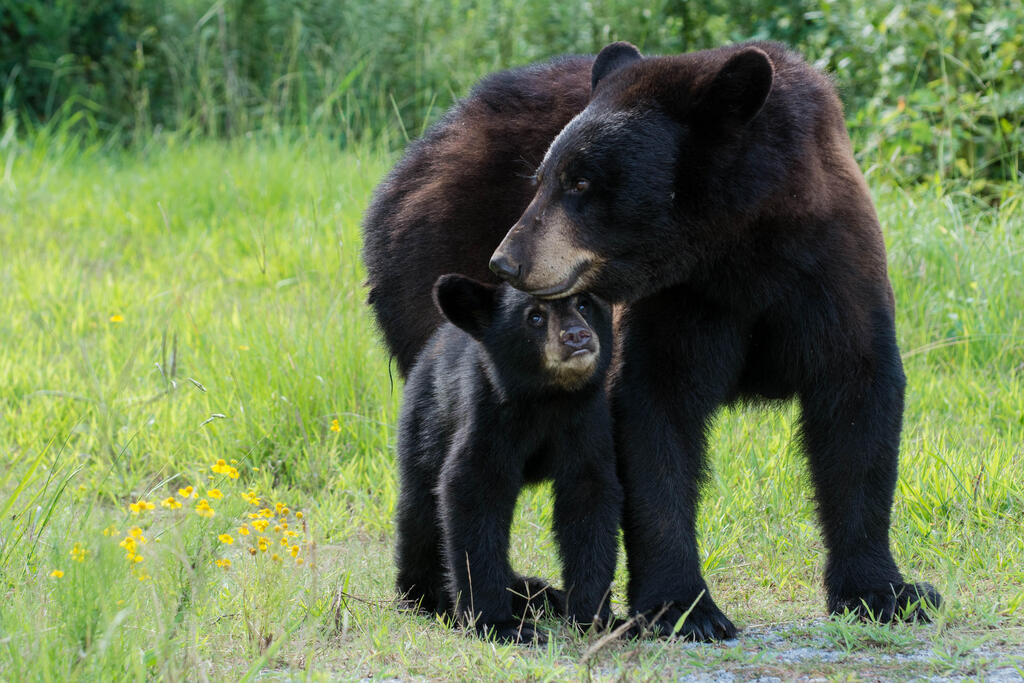 New Jersey prepares to open a gruesome black bear trophy hunt