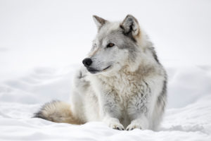 USFWS director says federal protections for wolves will be removed by end of year