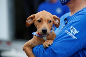 HSUS responders transport dogs and cats, bring food to pets in hurricane-hit Florida