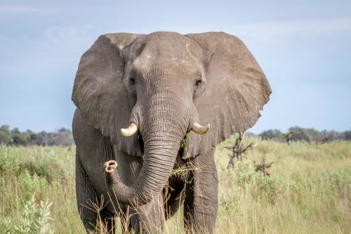 A U.S. Senator attacks states’ efforts to end ivory trafficking, but progress continues on many fronts