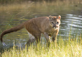 California leads the charge to protect mountain lions but other states backslide