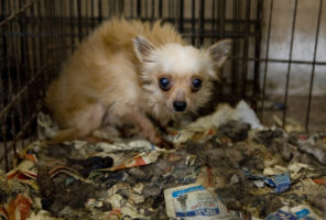Maryland store’s license revoked for selling puppies in defiance of law; California closes loophole to end puppy mill sales