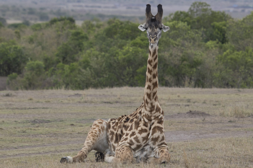 U.S. Fish and Wildlife Service, do your job and protect giraffes, or we’ll see you in court