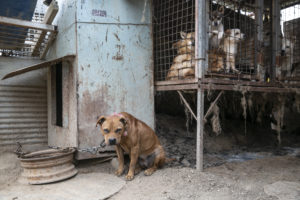 170 dog meat trade survivors touch down in the United States; new poll shows a growing majority of South Koreans reject dog meat