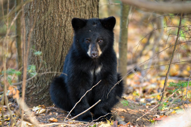 A cute black bear cub sitting under a tree