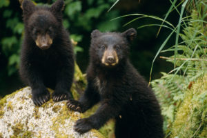 Breaking news: New Jersey proposes plan to end black bear trophy hunting