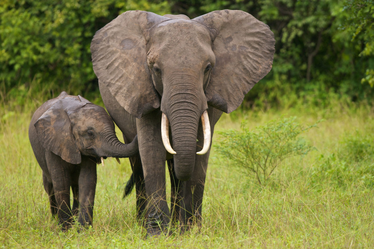 Congress moves to strengthen fight against wildlife trafficking, trade in wild animals for food