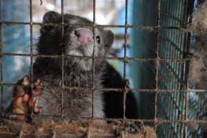 Breaking news: Mink on Wisconsin fur farm test positive for coronavirus, but U.S. inaction continues